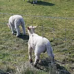 Kleine Hafenperle *