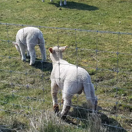 Kleine Hafenperle *